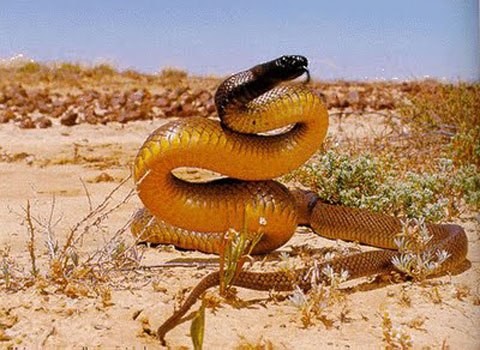 Loài rắn độc nhất trên mặt đất là "Rắn dữ" (Fierce Snake), còn được biết là “Taipan nội địa”.  Rắn độc Taipan là loài rắn có nọc độc độc nhất so với bất kỳ loài rắn sống trên cạn nào trên thế giới.